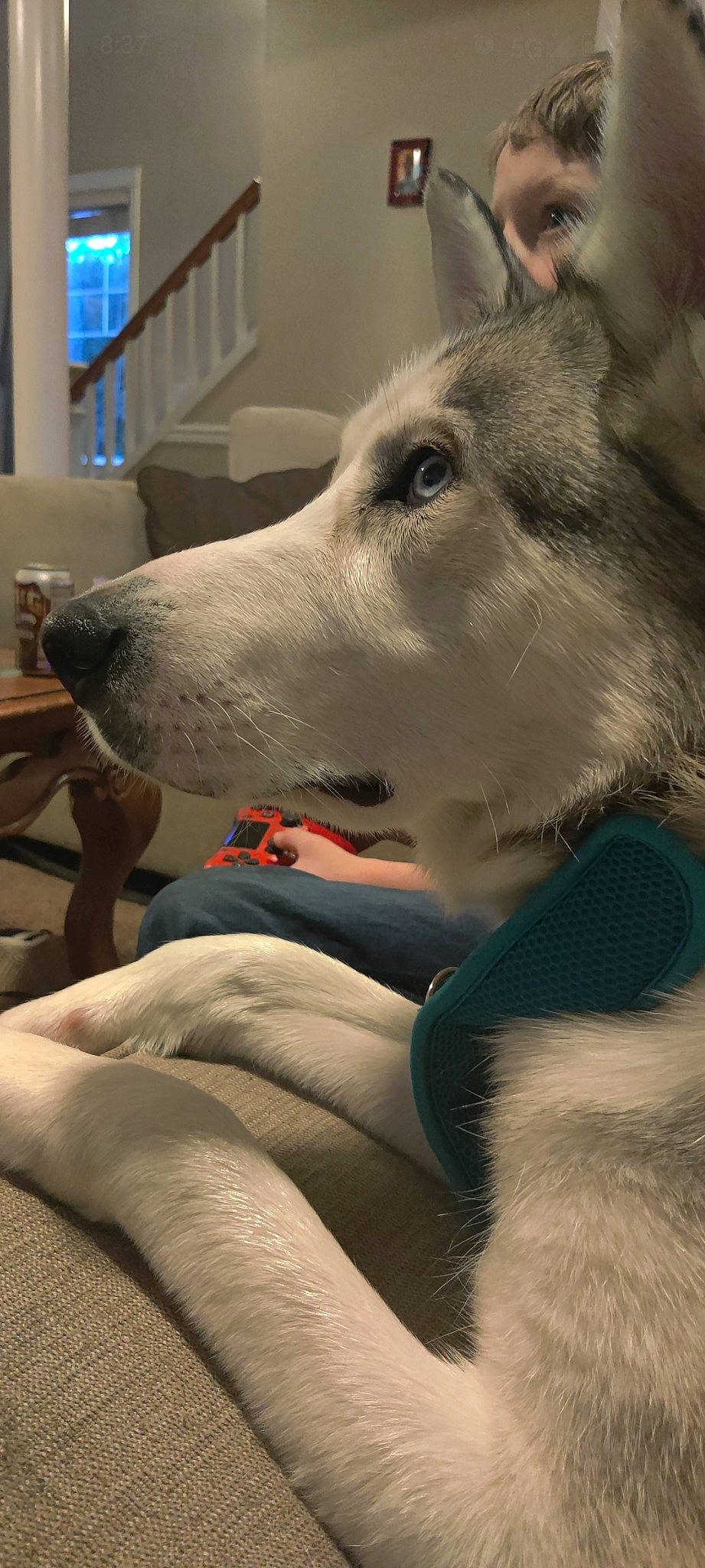 Stormy joined the competition — help win amazing prizes! canidae, canis, carnivore, comfort, companion_dog, dog, dog_breed, fawn, fur, paw, samoyed, sled_dog, snout, spitz, sporting_group, whiskers, window, wolf, working_animal, working_dog