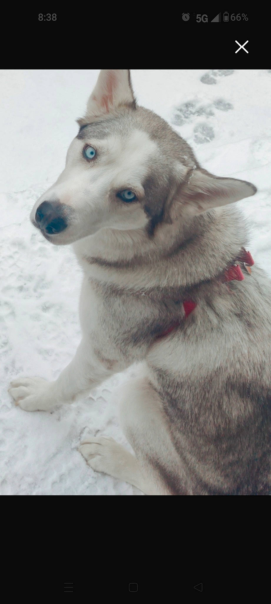 Stormy is registered to the contest to win money with this photo: canidae, canis, carnivore, collar, companion_dog, dog, dog_breed, east_european_shepherd, freezing, fur, siberian_husky, sled_dog, snout, snow, sporting_group, whiskers, winter, wolf, working_animal, working_dog
