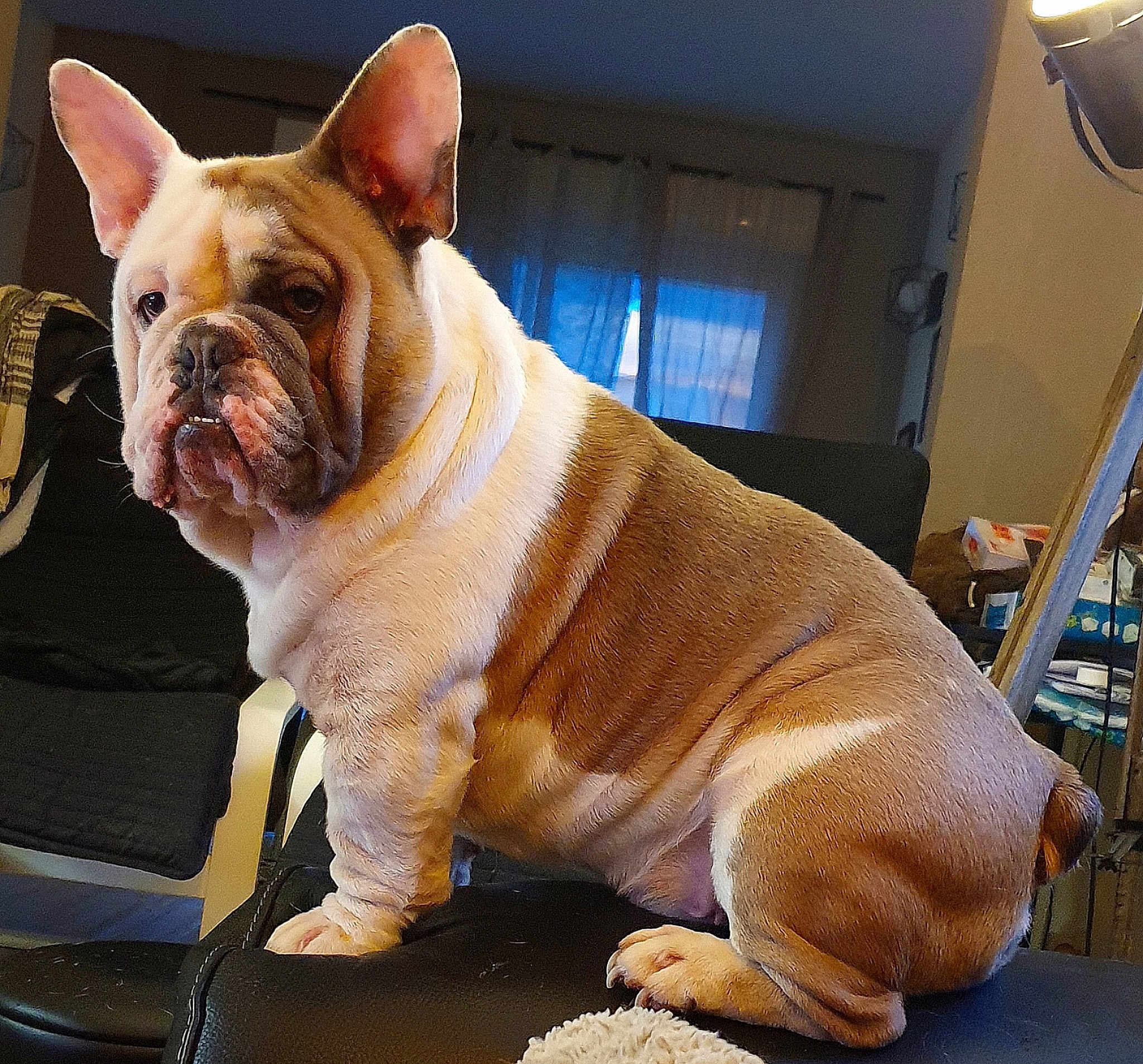 Pumba