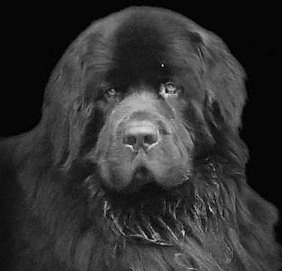 Sylas is registered to the contest to win money with this photo: ancient_dog_breeds, canidae, carnivore, companion_dog, darkness, dog, dog_breed, fur, gaddi_kutta, giant_dog_breed, gun_dog, liver, monochrome, monochrome_photography, snout, sporting_group, terrestrial_animal, whiskers, wildlife