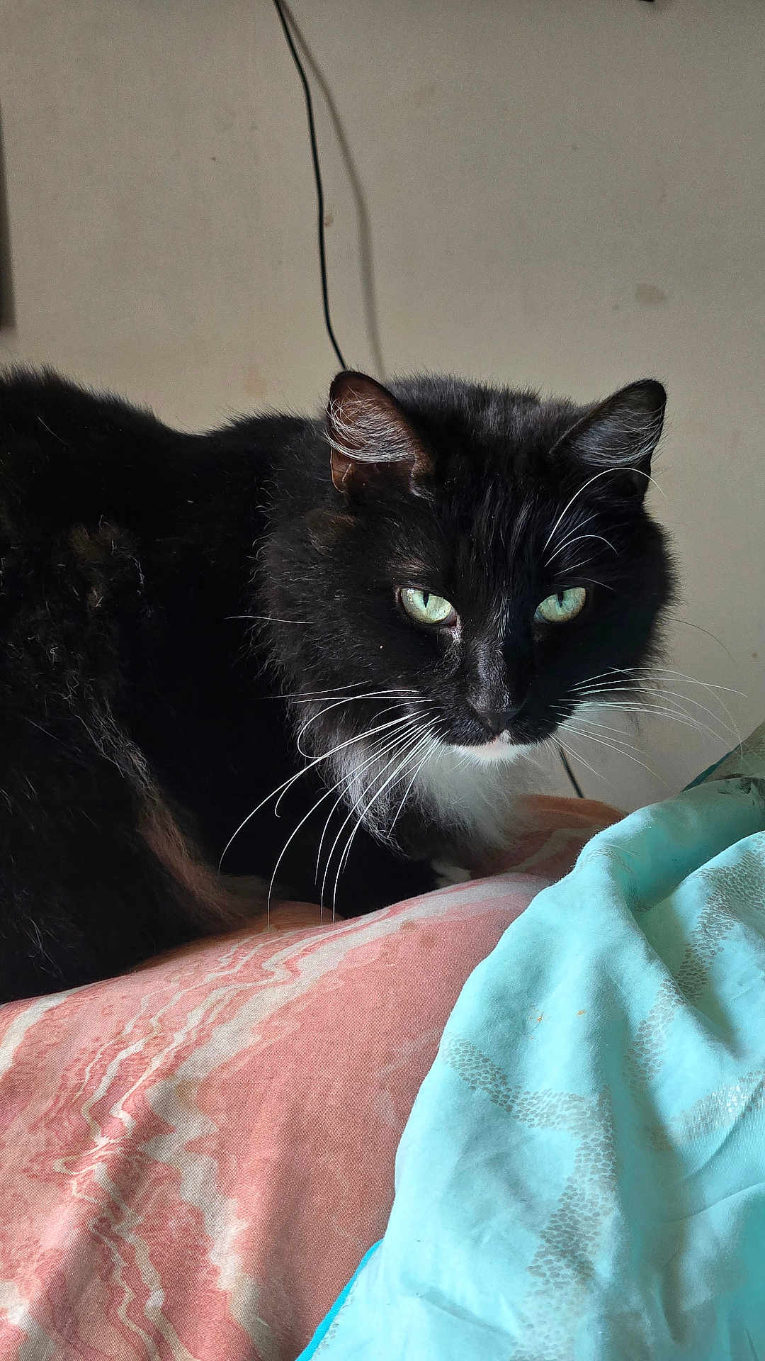 Mrfuffybutt is registered to the contest to win money with this photo: cat, black_cat, white_whiskers, green_eyes, pet, indoor, bedspread, fabric, feline, whiskers, animal, cute, resting, fur, mammal, domestic_animal, looking, close_up, household, cozy