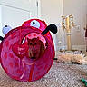 Reign is registered to the contest to win money with this photo: cat, pet, indoor, toy, ladybug, pink, tunnel, carpet, play, cute, feline, animal, curious, heart, love_bug, scratching_post, feathers, home, cozy, pet_toys