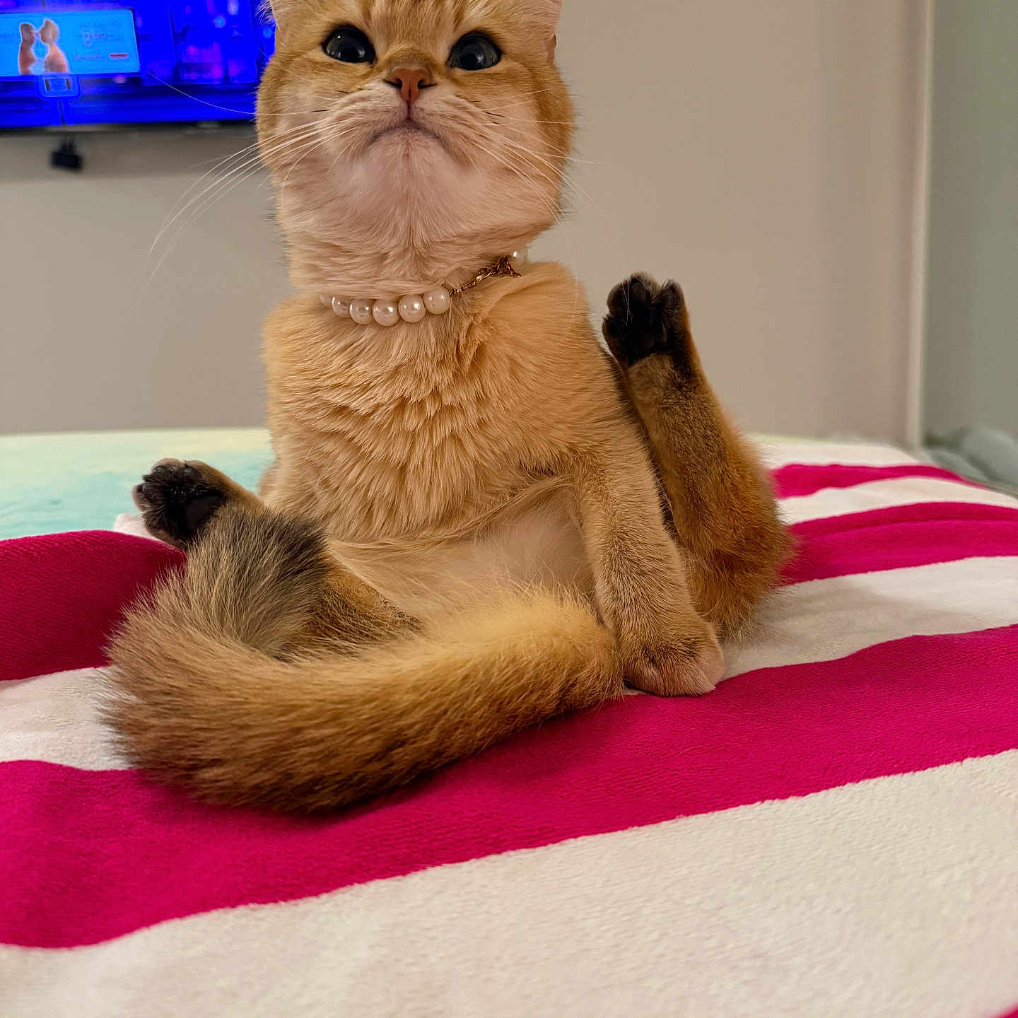 Reign joined the competition — help win amazing prizes! cat, ginger_cat, pearl_necklace, pet, indoor, blanket, striped_blanket, feline, cute, posing, looking_up, whiskers, tail, paws, fur, domestic_animal, resting, bedroom, wall, television
