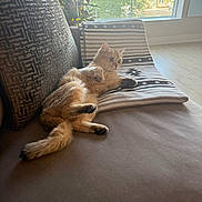 Reign joined the competition — help win amazing prizes! cat, orange_cat, couch, pillow, blanket, window, indoor, relaxed, pet, feline, fur, tail, curious, comfort, home, living_room, daylight, soft_light, seated, cozy