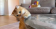 Reign is registered to the contest to win money with this photo: animal, basket, big_eyes, carpet, cat, clawing, couch, cozy, curious, feline, ginger_cat, home, indoor, living_room, marble_table, pet, playful, snacks, tilted_head, wooden_floor