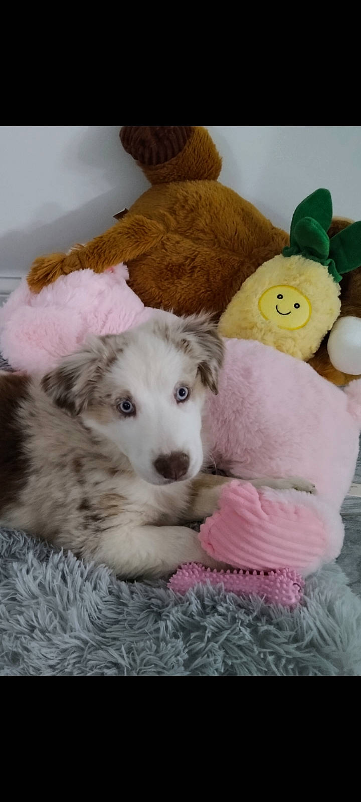 Summer is registered to the contest to win money with this photo: canidae, carnivore, comfort, companion_dog, couch, dog, dog_breed, dog_supply, fawn, fur, linens, mammal, paw, pet_supply, plush, sporting_group, stuffed_toy, teddy_bear, terrestrial_animal, toy