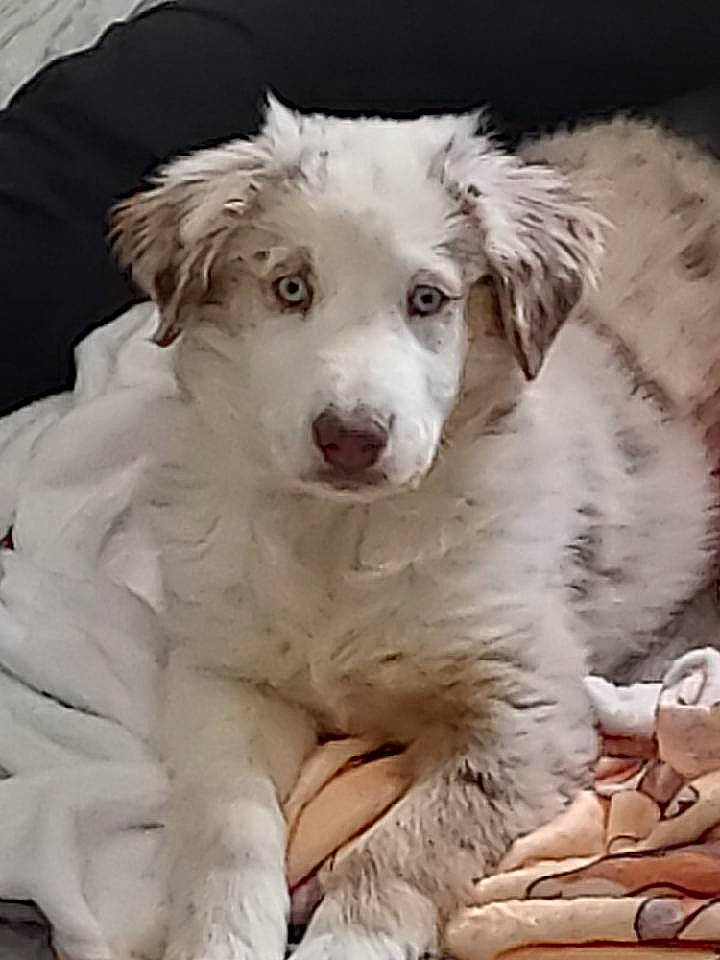 Summer is registered to the contest to win money with this photo: art, canidae, carnivore, companion_dog, dog, dog_breed, ear, fur, head, snout, sporting_group, terrestrial_animal, working_animal