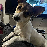 Nala joined the competition — help win amazing prizes! dog, pet, indoor, television, person_on_tv, curious, ears, head_tilt, paws, resting, legs, couch, casual, black_pants, living_room, screen, background, close_up, companion, domestic