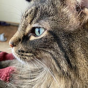 Tonka joined the competition — help win amazing prizes! animal, blue_eyes, cat, close_up, cute, domestic_cat, face, feline, fluffy, focus, fur, indoor, looking, muzzle, pet, profile, relaxed, soft_light, tabby, whiskers