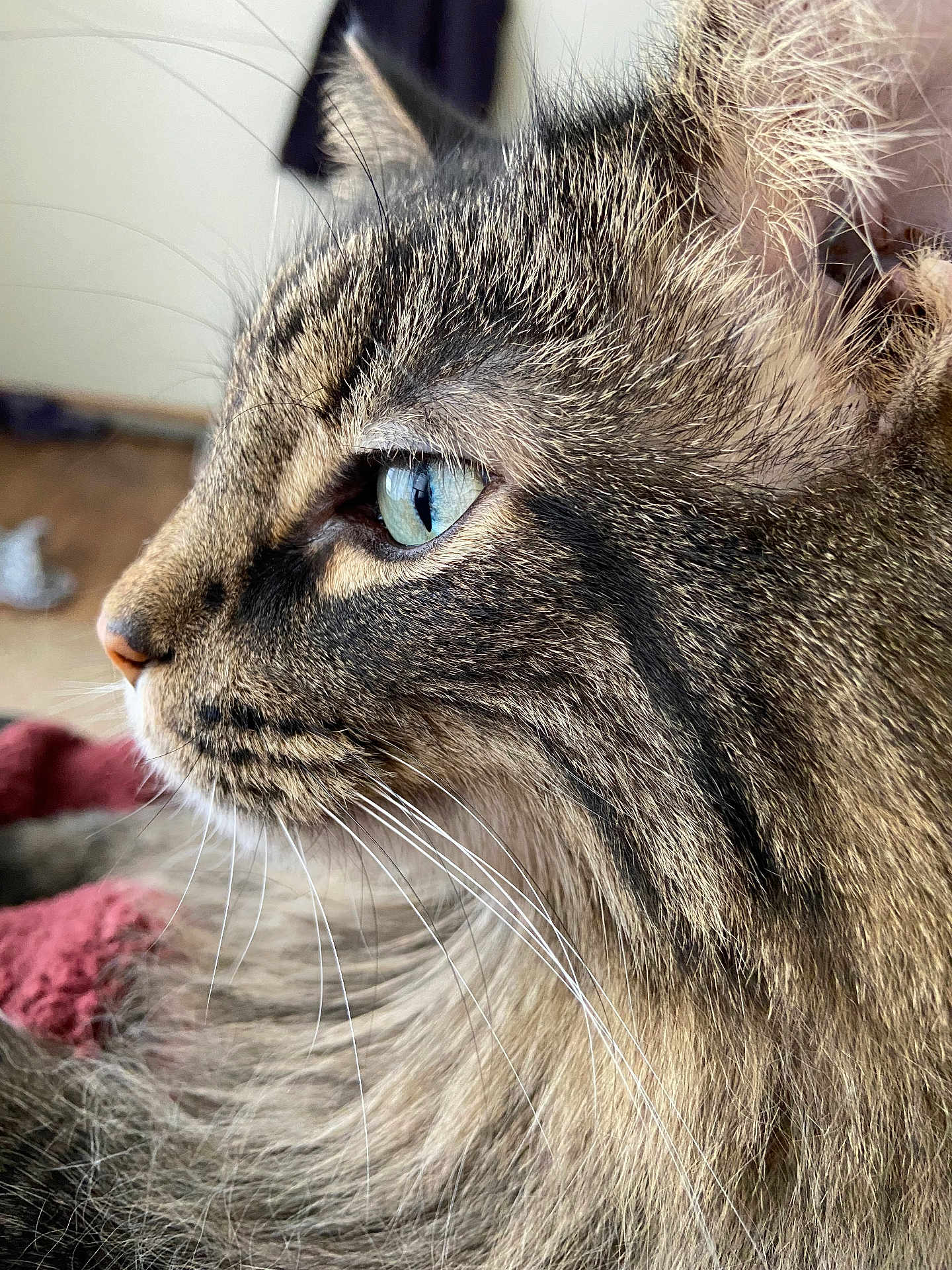 Tonka