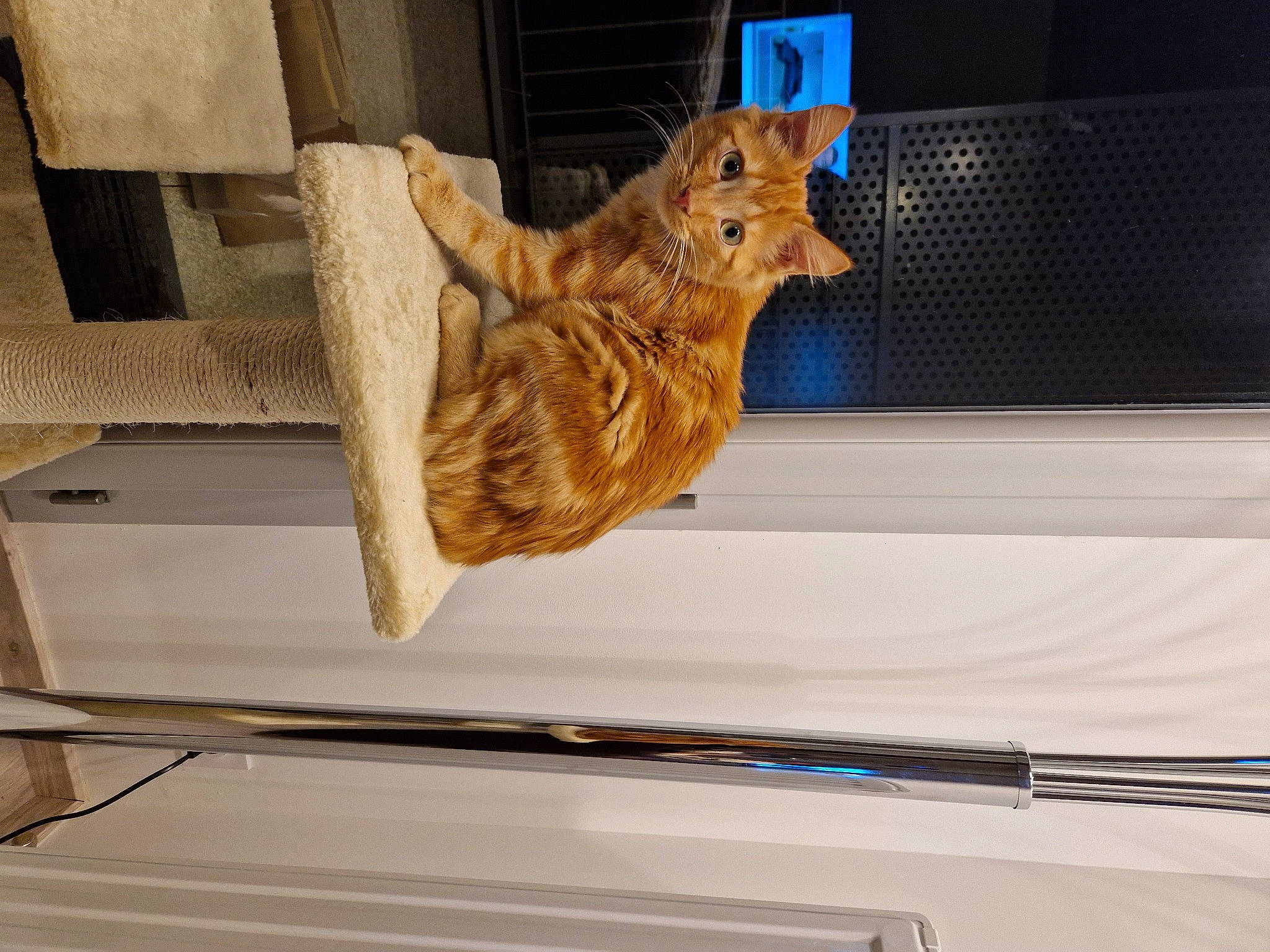 Tiloup a rejoint le concours — aidez-le/la à gagner de superbes lots ! big_cats, canidae, carnivore, cat, display_case, domestic_short_haired_cat, fawn, felidae, flooring, fur, hardwood, plant, room, small_to_medium_sized_cats, tail, terrestrial_animal, vehicle_door, whiskers, window, wood