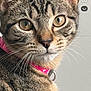 Vaïna participe au concours pour gagner de l'argent avec cette photo : animal, cat, close_up, collar, curious, cute, domestic_cat, ears, eyes, face, feline, fur, indoor, looking, mammal, pet, pink_collar, portrait, tabby_cat, whiskers
