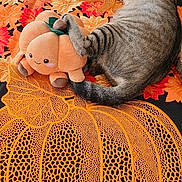 Vaïna participe au concours pour gagner de l'argent avec cette photo : animal, autumn, black, cat, chair, cute, decor, fur, home, indoor, leaf_pattern, orange, paw, pet_carrier, plush_toy, pumpkin, relaxed, tabby_cat, tablecloth, toy