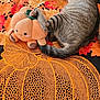 animal, autumn, black, cat, chair, cute, decor, fur, home, indoor, leaf_pattern, orange, paw, pet_carrier, plush_toy, pumpkin, relaxed, tabby_cat, tablecloth, toy