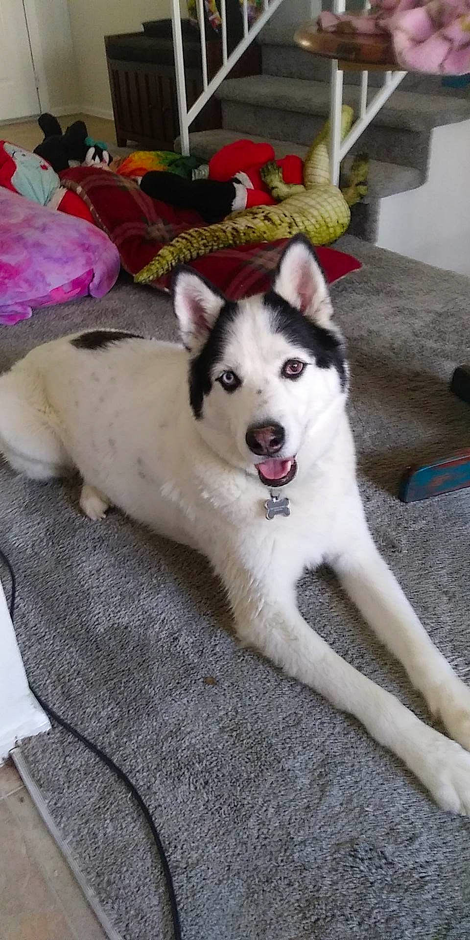 Griz joined the competition — help win amazing prizes! ancient_dog_breeds, canidae, carnivore, collar, companion_dog, dog, dog_breed, dog_supply, fawn, foot, fur, non_sporting_group, paw, sled_dog, snout, sporting_group, tail, working_animal, working_dog