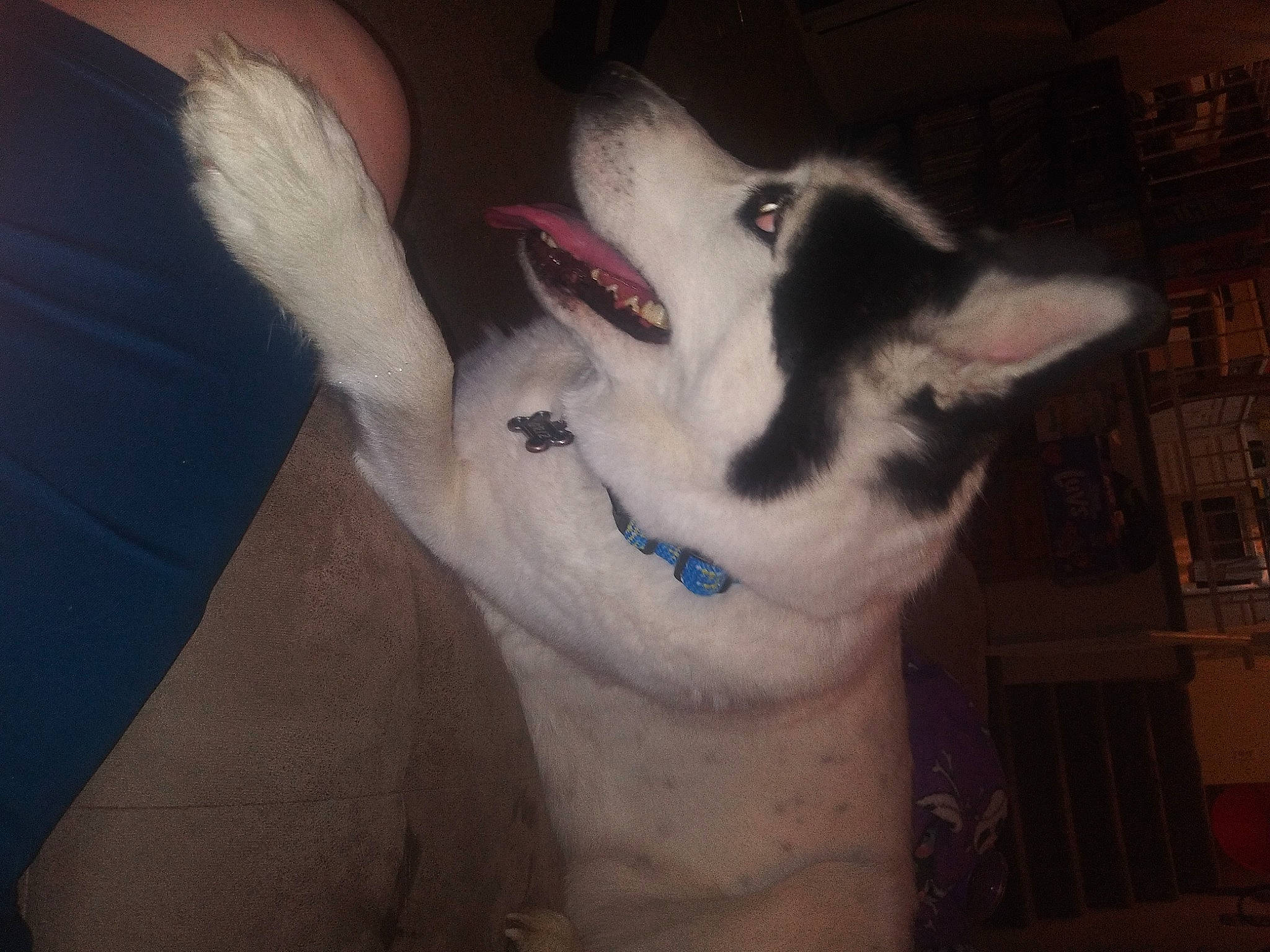 Griz joined the competition — help win amazing prizes! canidae, carnivore, companion_dog, dog, dog_breed, ear, fawn, flesh, foot, fur, gesture, jaw, non_sporting_group, paw, snout, sporting_group, tail, whiskers, working_animal, working_dog