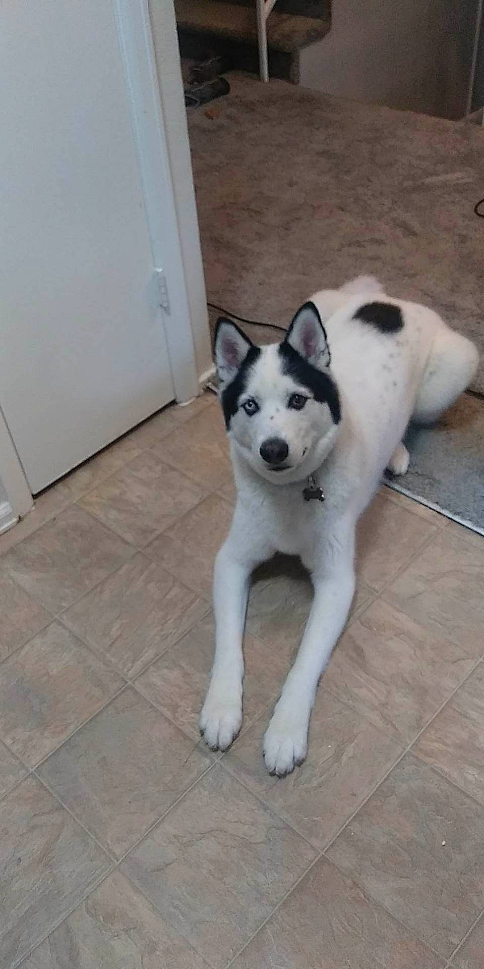 Griz is registered to the contest to win money with this photo: ancient_dog_breeds, canidae, carnivore, companion_dog, dog, dog_breed, door, fawn, flooring, non_sporting_group, paw, siberian_husky, snout, sporting_group, tail, window, working_animal, working_dog