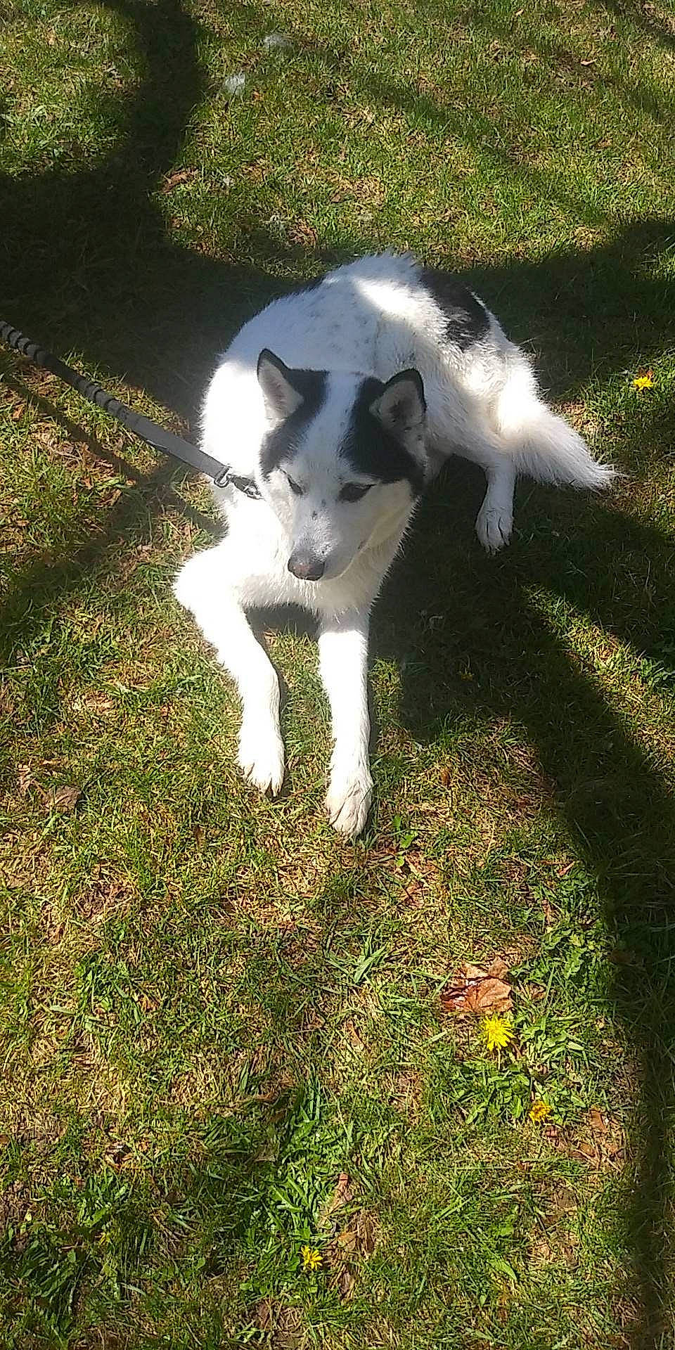 Griz is registered to the contest to win money with this photo: canidae, carnivore, companion_dog, dairy, dog, dog_breed, grass, non_sporting_group, pasture, plant, shadow, snout, sporting_group, tail, terrestrial_animal, working_animal, working_dog