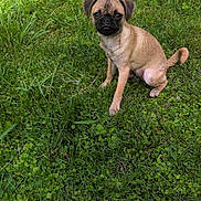 Mocha is registered to the contest to win money with this photo: dog, puppy, pug, grass, greenery, outdoor, sunlight, shadow, pet, animal, cute, small, nature, young, sitting, fur, canine, playful, adorable, mammal
