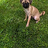 dog, puppy, pug, grass, greenery, outdoor, sunlight, shadow, pet, animal, cute, small, nature, young, sitting, fur, canine, playful, adorable, mammal