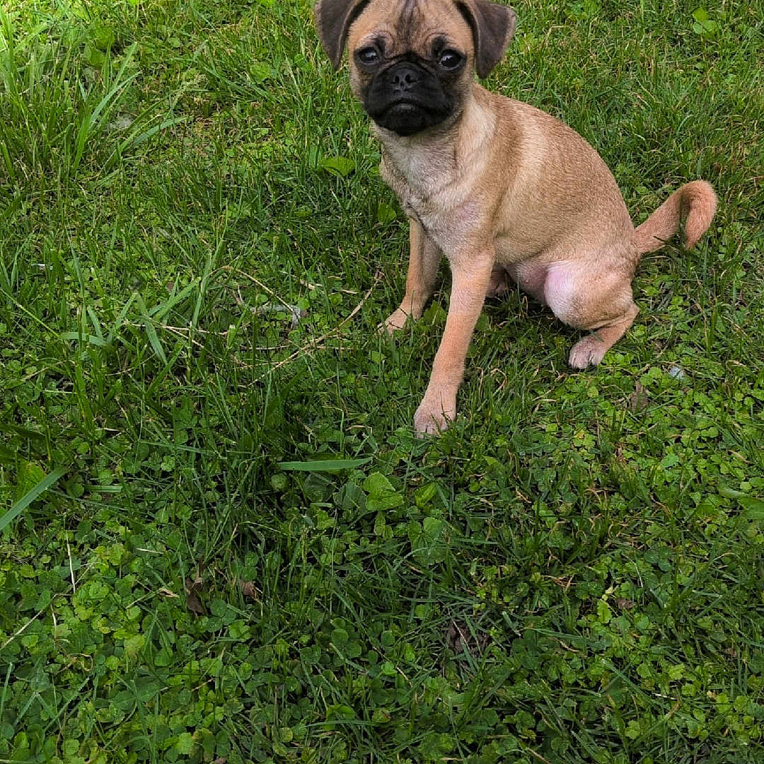 Mocha