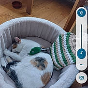 Maple is registered to the contest to win money with this photo: animal, calico_cat, cat, cozy, crocheted, cushion, cute, domestic_animal, feline, fur, home, indoor, pet_bed, quiet, relaxing, resting, sleeping, striped, toy_mouse, wooden_floor