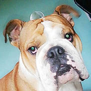 Opium a rejoint le concours — aidez-le/la à gagner de superbes lots ! american_bulldog, australian_bulldog, british_bulldogs, bulldog, carnivoran, companion_dog, dog, dog_breed, dog_breed_group, dog_like_mammal, ear, non_sporting_group, nose, old_english_bulldog, olde_english_bulldogge, snout, toy_bulldog, valley_bulldog, vertebrate