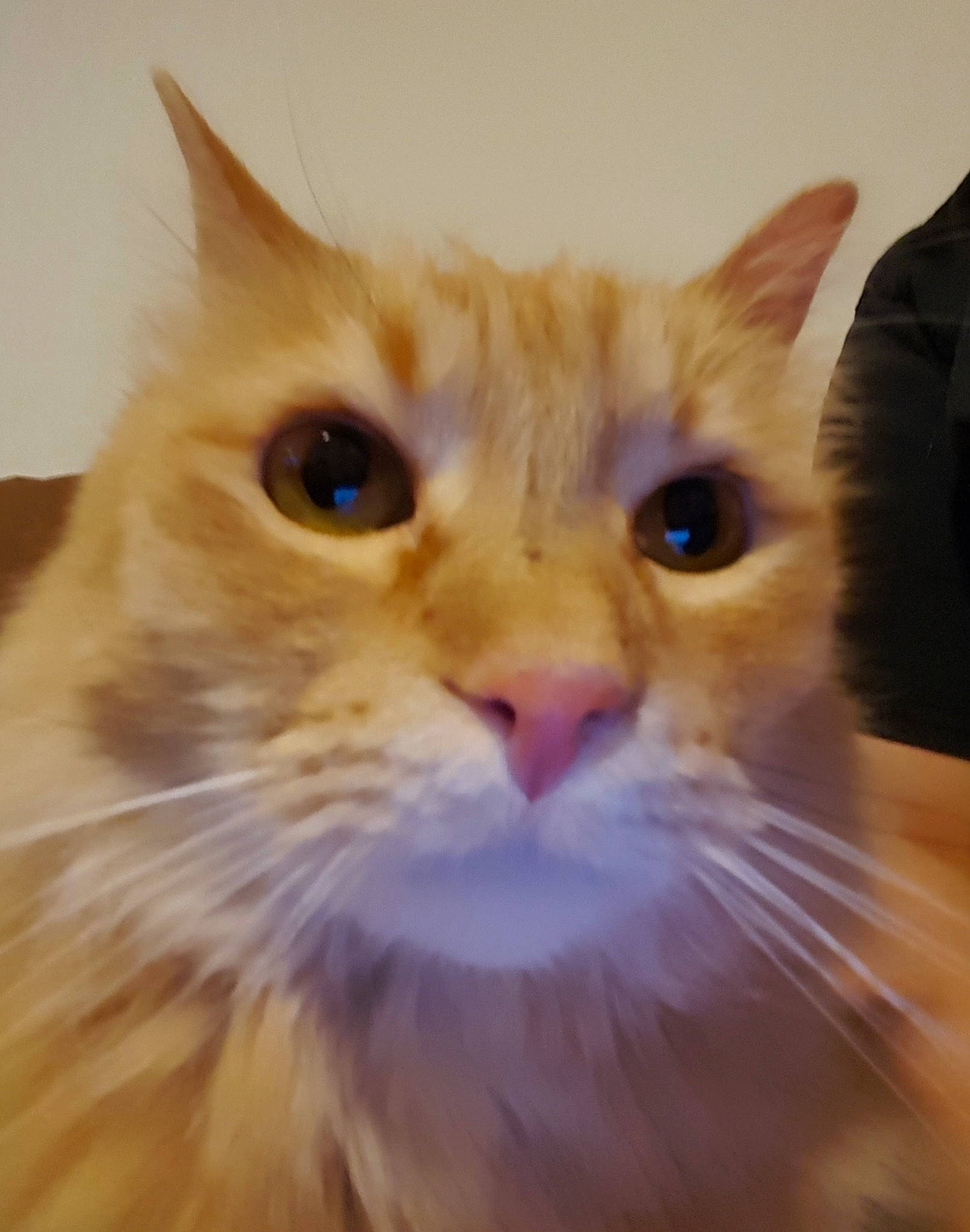 Jake is registered to the contest to win money with this photo: carnivore, cat, domestic_short_haired_cat, ear, felidae, fur, happy, paw, small_to_medium_sized_cats, snout, whiskers, window