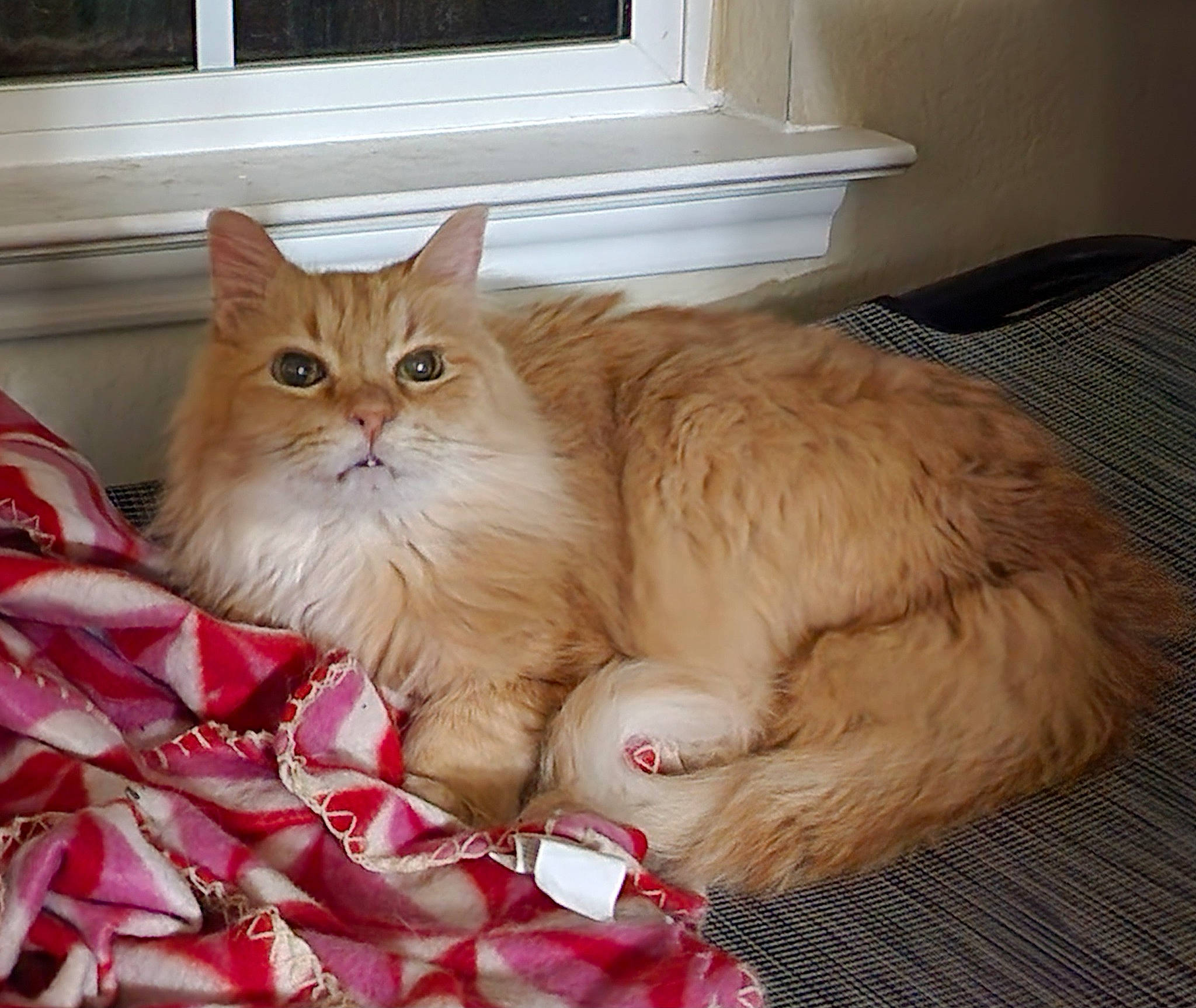 Jake is registered to the contest to win money with this photo: british_longhair, carnivore, cat, comfort, fawn, felidae, flooring, fur, hardwood, pattern, paw, peach, persian, sitting, small_to_medium_sized_cats, tail, terrestrial_animal, whiskers, wood, wood_stain