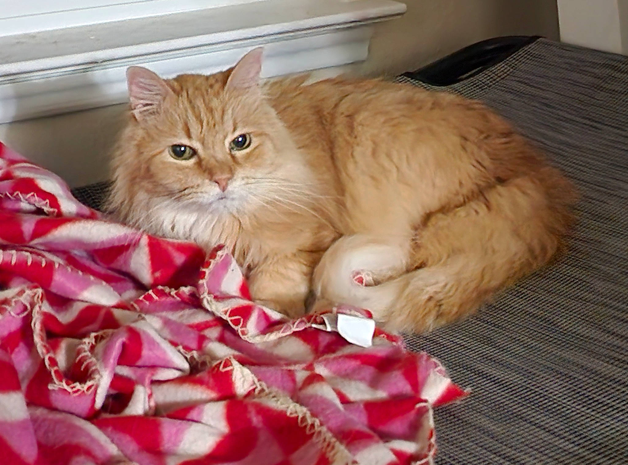 Jake joined the competition — help win amazing prizes! bed, bed_sheet, carmine, carnivore, cat, comfort, domestic_short_haired_cat, felidae, fur, linens, pattern, peach, petal, plaid, plant, room, small_to_medium_sized_cats, whiskers, window, wood