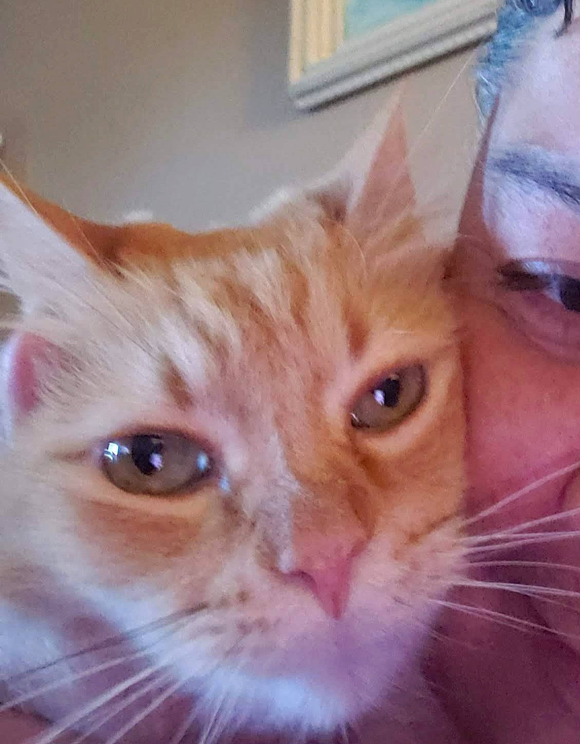 Jake is registered to the contest to win money with this photo: blue, carnivore, cat, close_up, domestic_short_haired_cat, ear, eye, eyebrow, eyelash, fawn, felidae, fur, iris, nose, selfie, small_to_medium_sized_cats, snout, tail, whiskers, window