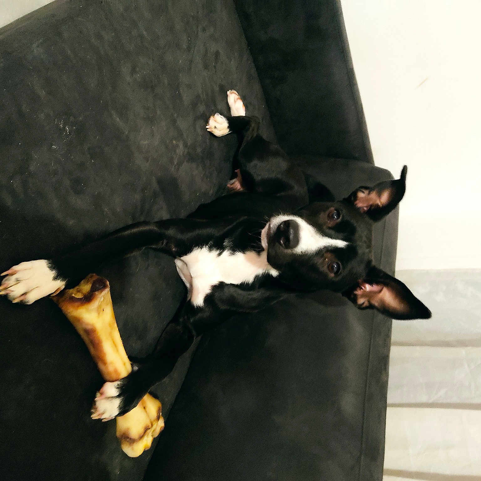 Tasha
