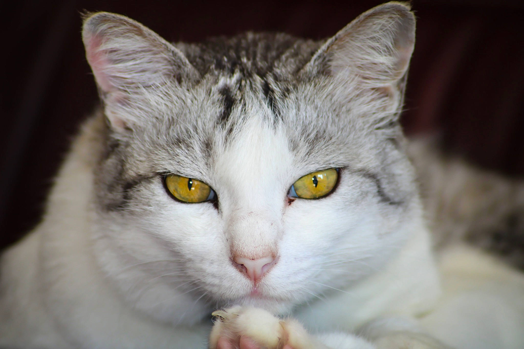 Barry a rejoint le concours — aidez-le/la à gagner de superbes lots ! aegean_cat, american_wirehair, asian, burmilla, carnivore, cat, close_up, domestic_short_haired_cat, ear, european_shorthair, eye, felidae, fur, mammal, nose, organ, small_to_medium_sized_cats, snout, vertebrate, whiskers