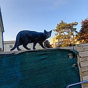 Tigrou a rejoint le concours — aidez-le/la à gagner de superbes lots ! black_cat, cat, animal, outdoor, fence, sky, building, tree, sunlight, daytime, curious, pet, nature, residential_area, wood, green_mesh, quiet, walking, alert, urban