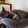 cat, sleeping, gray_cat, cat_bed, indoor, pet, feline, cozy, resting, plush, animal, domestic_cat, wooden_furniture, drawing, child_art, peaceful, soft_texture, close_up, calm, home