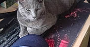 Tigrou participe au concours pour gagner de l'argent avec cette photo : animal, baseball_cap, cat, computer, computer_accessories, curious, desk, electronics, feline, fur, gray_cat, home_office, indoor, keyboard, mousepad, pet, resting, still_life, table, technology