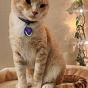 Duke is registered to the contest to win money with this photo: animal, cat, cat_tree, collar, cozy, fairy_lights, feline, fluffy, heart_tag, indoors, orange_cat, pet, portrait, scratching_post, sitting, tag, tail, vines, warm_lighting, white_cat