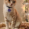 animal, cat, cat_tree, collar, cozy, fairy_lights, feline, fluffy, heart_tag, indoors, orange_cat, pet, portrait, scratching_post, sitting, tag, tail, vines, warm_lighting, white_cat