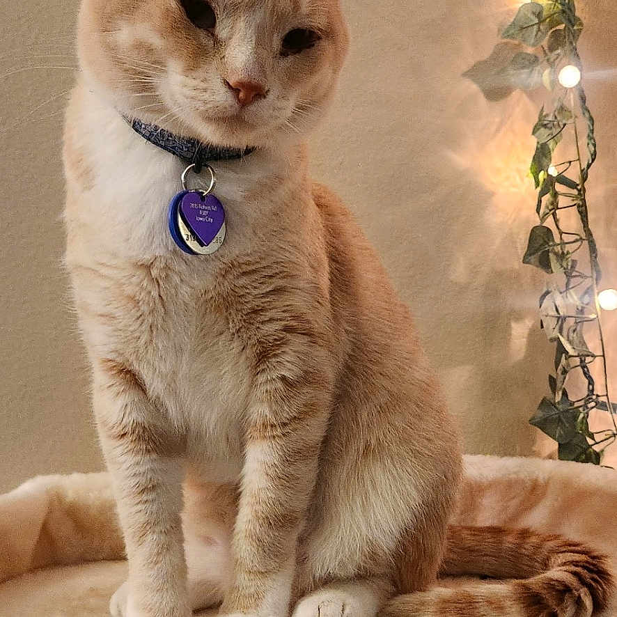 Duke