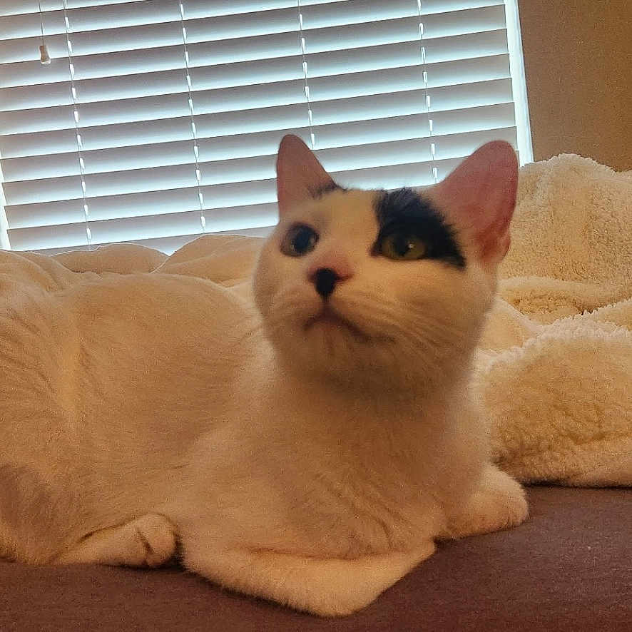 Belle