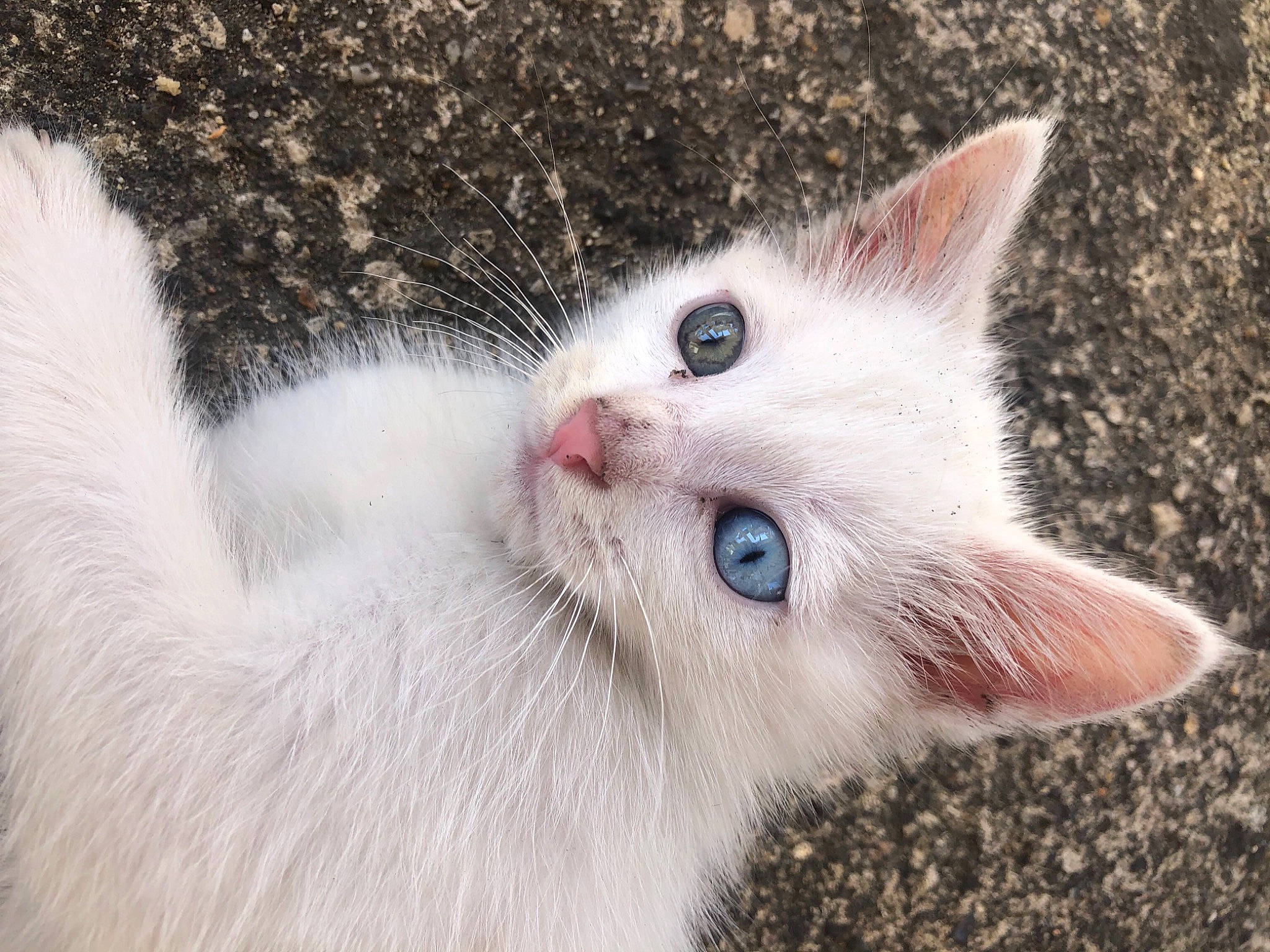 Tonnerre a rejoint le concours — aidez-le/la à gagner de superbes lots ! carnivore, cat, domestic_short_haired_cat, eye, fawn, felidae, fur, head, paw, small_to_medium_sized_cats, snout, whiskers