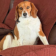 Minnie is registered to the contest to win money with this photo: animal, beagle, brown, brown_fur, canine, couch, dog, ears, furniture, home, indoor, leather, living_room, looking, pet, portrait, quilted_cover, relaxed, spots, white_fur