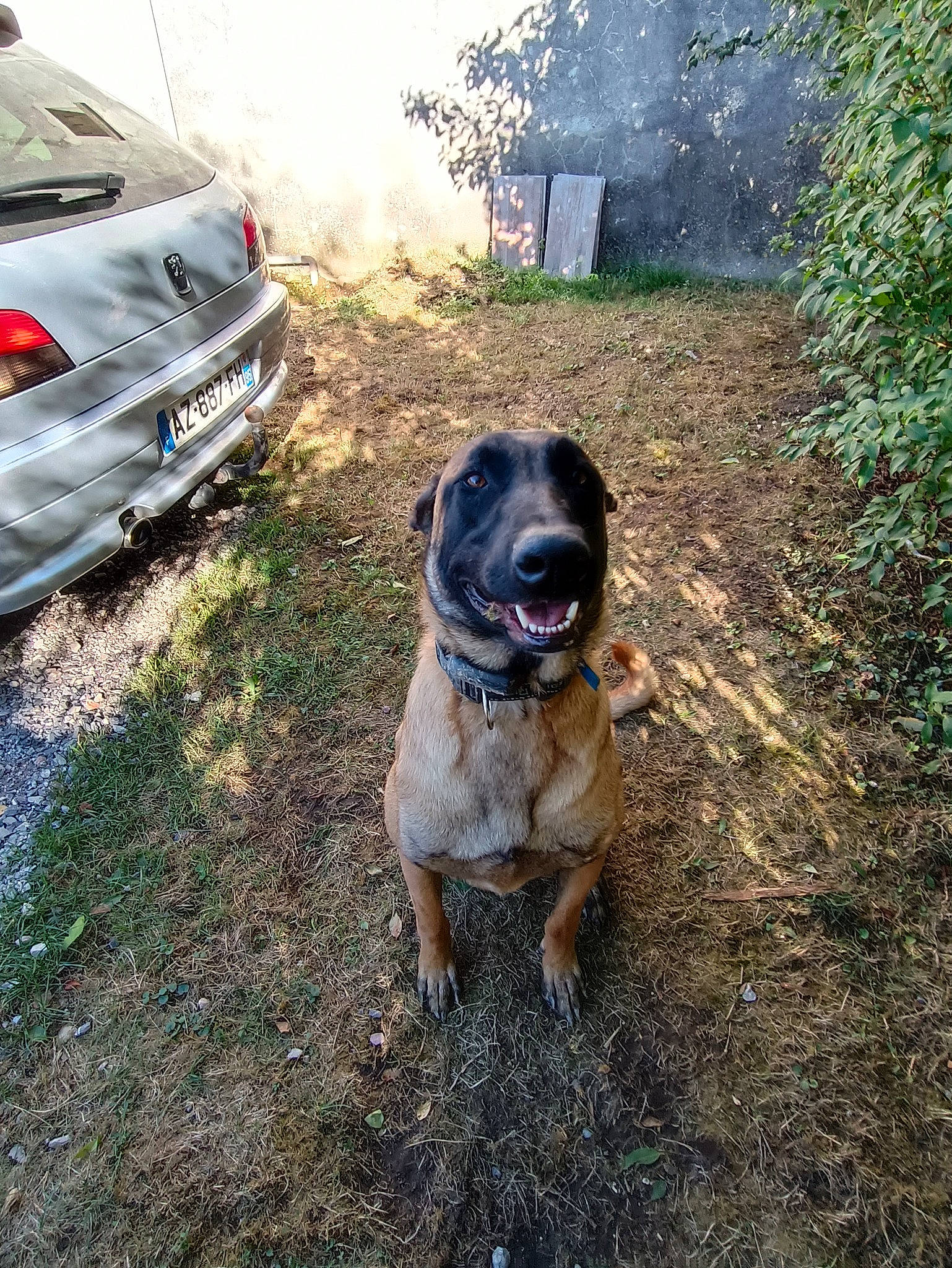 Ricky participe au concours pour gagner de l'argent avec cette photo : automotive_exterior, automotive_lighting, automotive_tail_brake_light, automotive_tire, car, carnivore, companion_dog, dog, dog_breed, fender, grass, hood, plant, tire, tree, trunk, vehicle, vehicle_door, vehicle_registration_plate, wheel