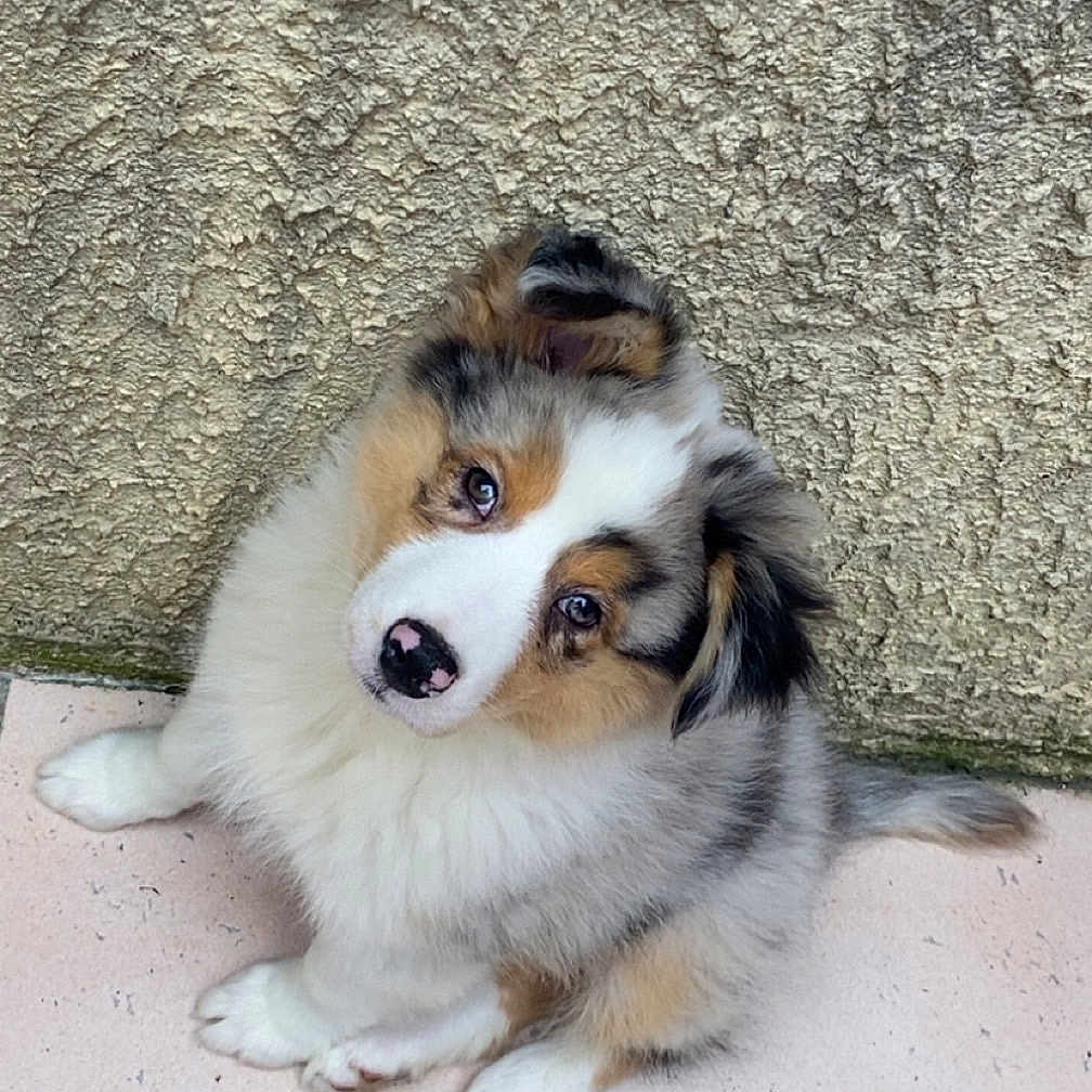 Aïko a rejoint le concours — aidez-le/la à gagner de superbes lots ! accessories, animal, canine, cockerspaniel, collie, dog, eskimodog, flagstone, hound, husky, papillon, path, pet, puppy, slate, snout, strap, tile, walkway, whitedog