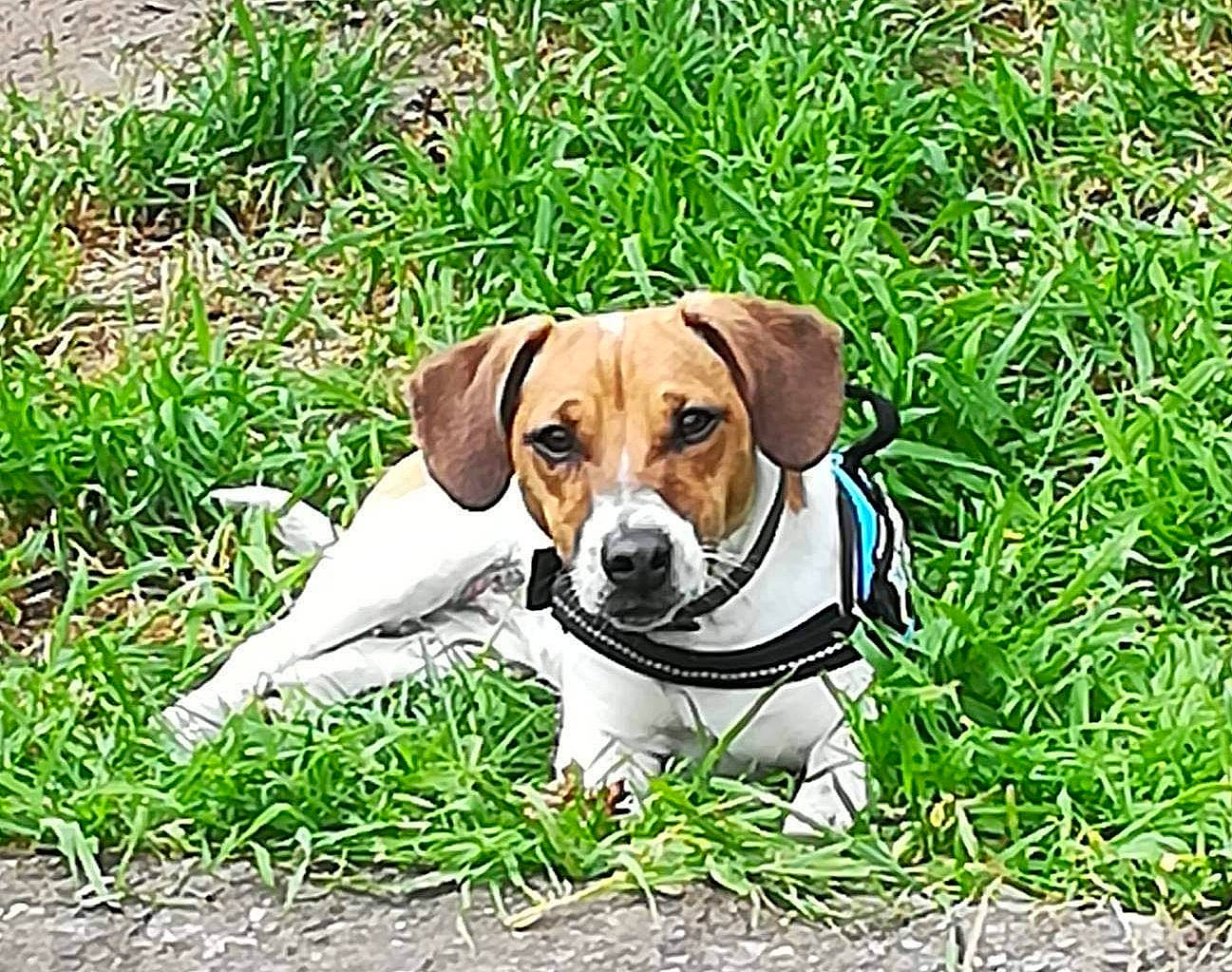 Bella a rejoint le concours — aidez-le/la à gagner de superbes lots ! beagle, canidae, carnivore, collar, companion_dog, dog, dog_breed, dog_supply, fawn, grass, groundcover, hound, hunting_dog, paw, pet_supply, plant, puppy, snout, sporting_group, terrestrial_animal