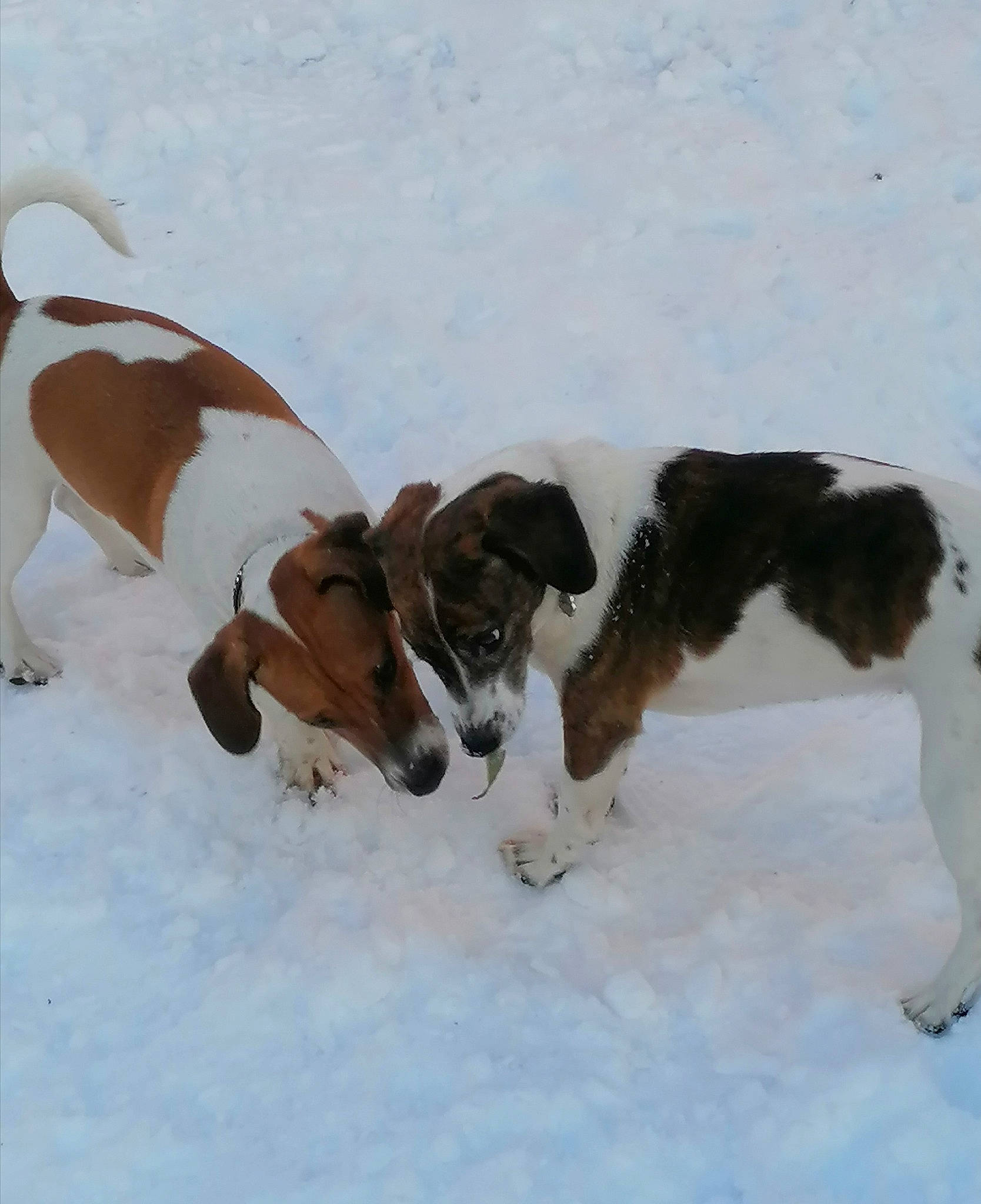 Bella a rejoint le concours — aidez-le/la à gagner de superbes lots ! beagle, canidae, carnivore, companion_dog, dog, dog_breed, fawn, freezing, hound, hunting_dog, mammal, scent_hound, snout, snow, sporting_group, tail, terrestrial_animal, winter, working_animal, working_dog