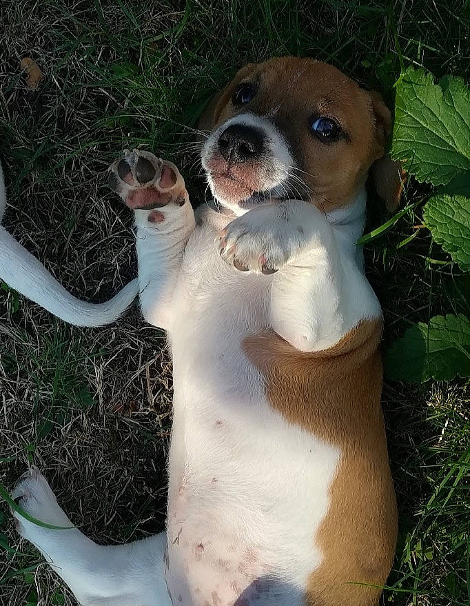 Bella a rejoint le concours — aidez-le/la à gagner de superbes lots ! ancient_dog_breeds, canidae, carnivore, collar, companion_dog, dog, dog_breed, dog_collar, fawn, fur, grass, hunting_dog, non_sporting_group, plant, snout, sporting_group, tail, terrestrial_animal, whiskers, working_animal