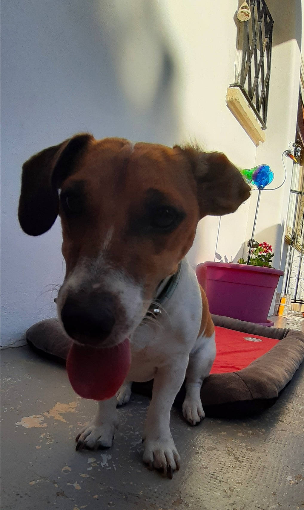 Bella a rejoint le concours — aidez-le/la à gagner de superbes lots ! beagle, canidae, carnivore, collar, companion_dog, dog, dog_breed, dog_collar, fawn, flooring, flowerpot, houseplant, leash, paw, pet_supply, plant, sporting_group, terrier, whiskers, working_animal