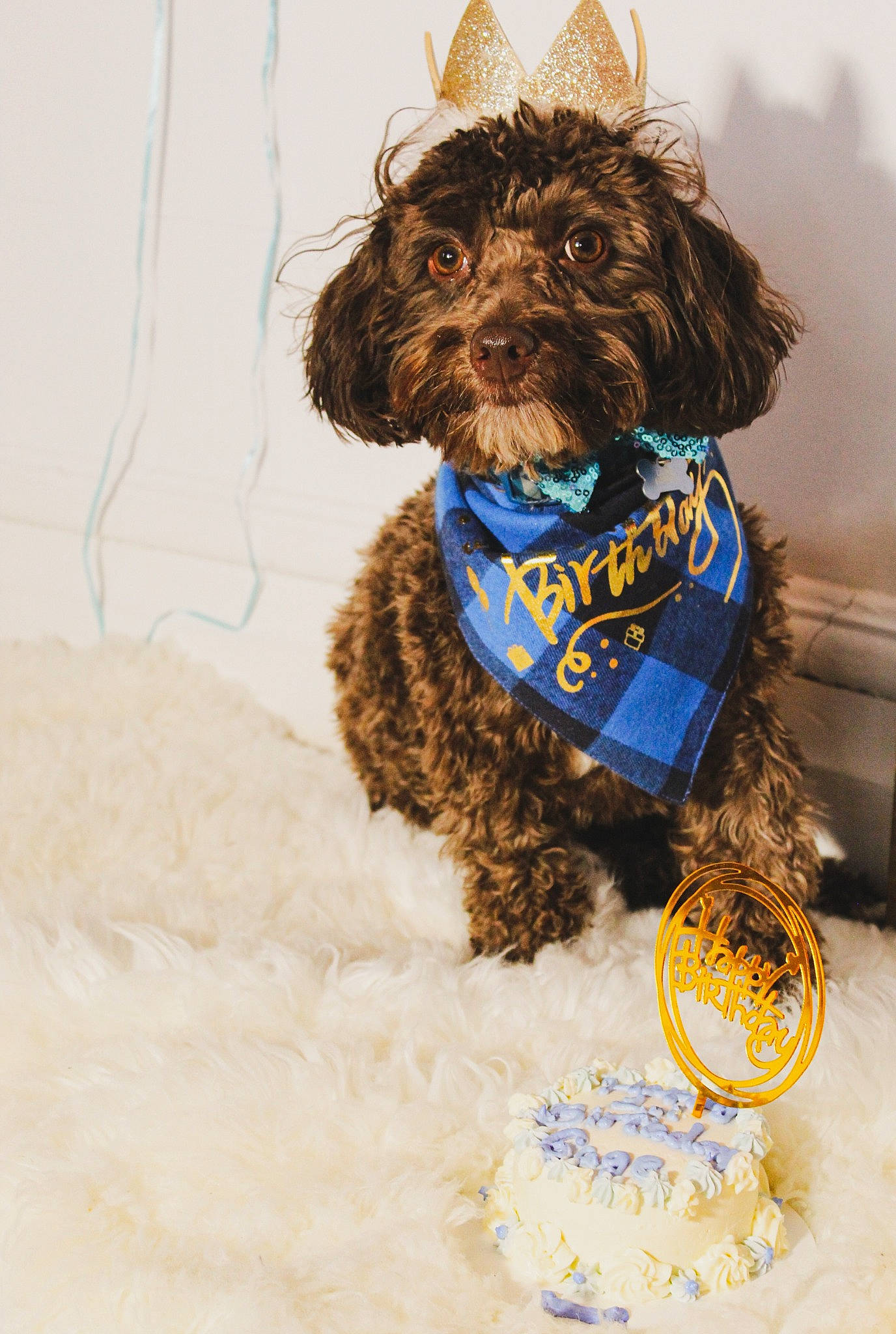 Gage joined the competition — help win amazing prizes! canidae, carnivore, collar, companion_dog, dog, dog_breed, dog_clothes, dog_collar, dog_supply, fashion_accessory, fur, liver, pet_supply, poodle, snout, sporting_group, terrier, toy_dog, water_dog, working_animal