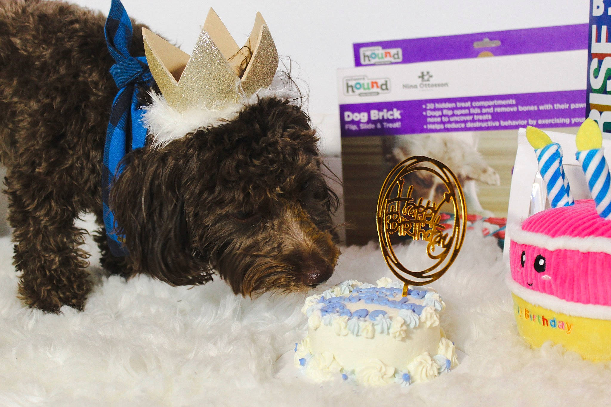Gage is registered to the contest to win money with this photo: birthday, birthday_cake, buttercream, cake, cake_decorating_supply, carnivore, companion_dog, dessert, dog_breed, event, fashion_accessory, felidae, font, fur, icing, small_to_medium_sized_cats, sugar_cake, sugar_paste, tail, toy